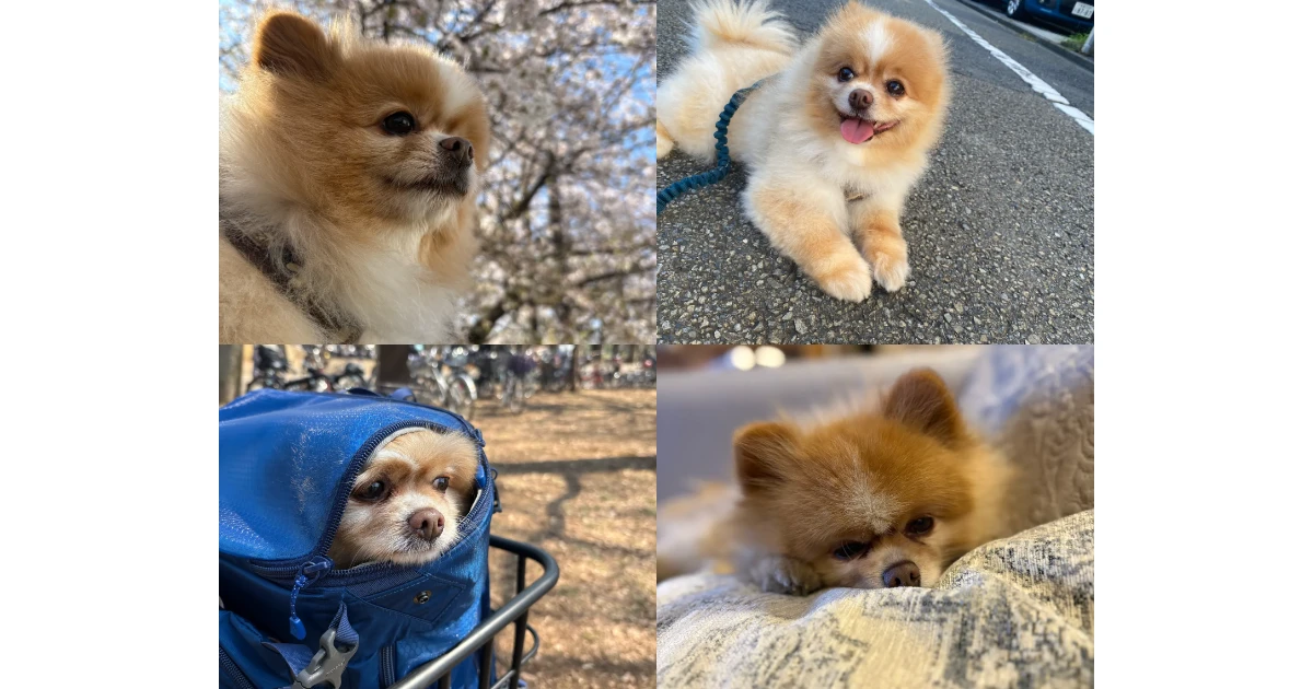 ぽんです。どれが一番ぽんですか？